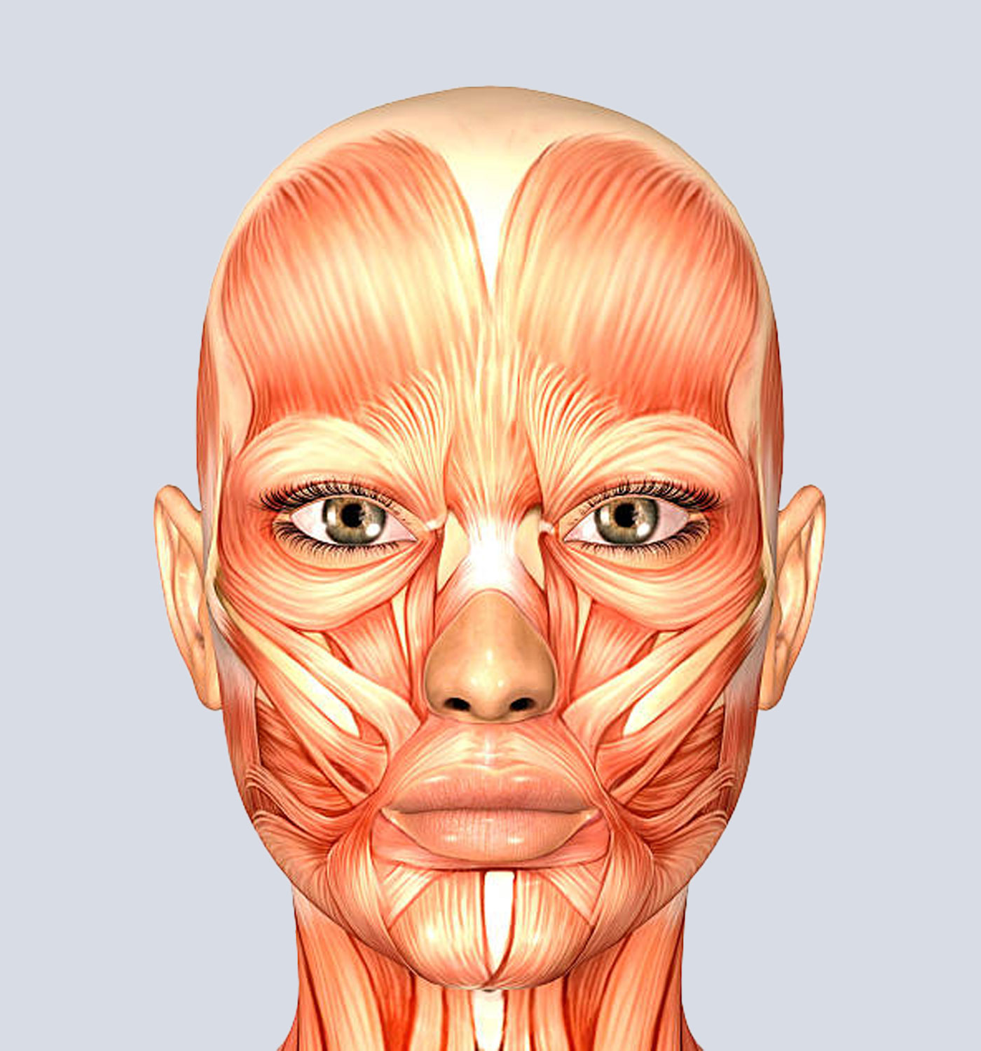 عضلات صورت انسان